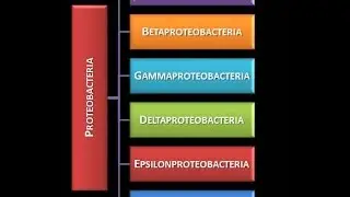 Dominio Bacteria: Phylum Proteobacteria 2 - Clase Alfaproteobacteria - Introducción