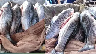 This is a fish 🐟🐟🐟🐟🐟 I can help 