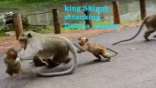 Poor & pitiable Delena. King monkey Skippy got furious attacking & slapping baby Delena seriously.