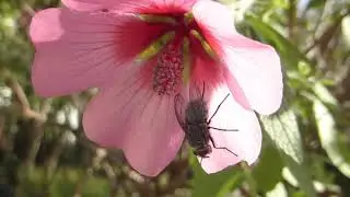 Anisodontea Capensis and Lonicera Winter Beauty