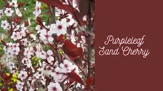 How to temporarily fix to a big mistake in the yard #gardendesigner #flowers #gardening