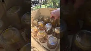 Hive 2 Inspection of Apimaye Honey Jar Board full length shart