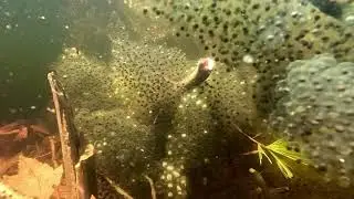 Wood frog eggs and Fairy shrimp