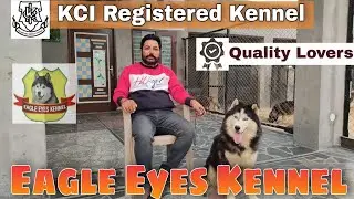 Beautiful Siberian Husky At Eagle Eyes Kennel Patiala | Import Husky In Punjab India