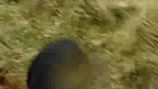 Wild panther attack on TV presenter!