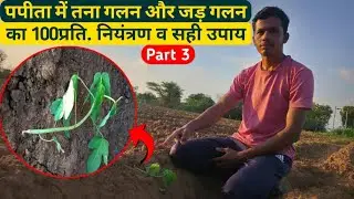 पपीता में तना गलन और जड़ गलन का नियंत्रण ।। पपीता की खेती Part 3 ।।