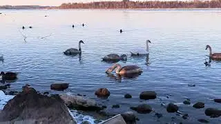 Chiemsee 
