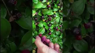 Do You Know This Wild Fruits ? #satisfying #shortsvideo