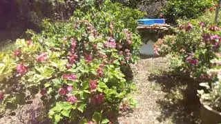 Beautiful Tropical Flowers