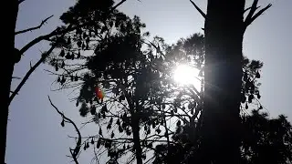 Adelaide's growing flying fox colony causing more power outages