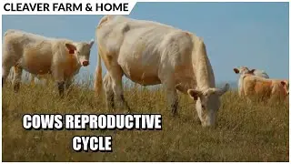Optimizing Cow Body Conditions | Cleaver Farm & Home