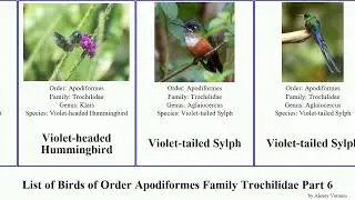 List of Birds of Order Apodiformes Family Trochilidae Part 6 hummingbird emerald white-tailed