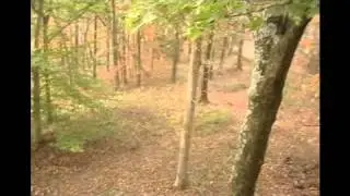 bowhuntin'  2010