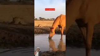 بين العطش والخطر، تظهر في لقطة واحدة 🤏☝ #shaorts