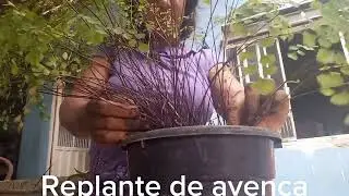 #Replante avenca #avenca #planta de sombra #samambaia