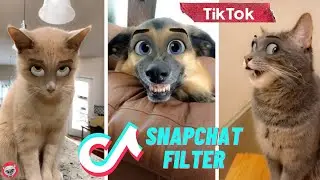 TikTok Pets Try On Snapchat Filter 😂 Try Not To Laugh