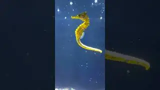 Caballito de mar / seahorse CR 20171119 093935