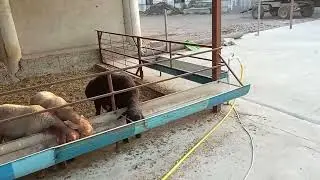 10 октябрь қўйхона қурилиши ва қўйлар кўриниши
