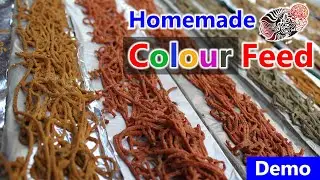 Home made Flowerhorn COLOUR enhancing fish Food?DEMO