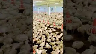 poultry Farm Management | How to Manage Poultry Farm | Poultry Gossips