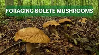 Foraging Bolete Mushrooms / Summer Cep / Lurid Bolete