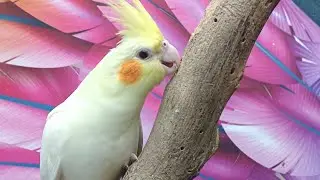 Hello Everyone 👋#cockatiel