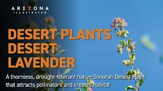 The drought-tolerant Desert Lavender