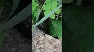 Carabus cancellatus. 🦗