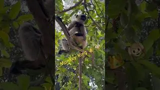 Beautiful monkey 👑 eating guava fruits 🍎🍐🍏 #trendingshorts #monkey #king