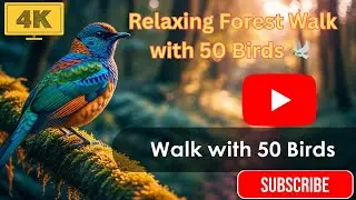 Relaxing Forest Walk with 50 Birds 🕊️ | Real Wilderness Bird Sounds ASMR in 4K (No Music)