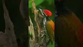 Fireback Woodpecker, Beauty in Nature