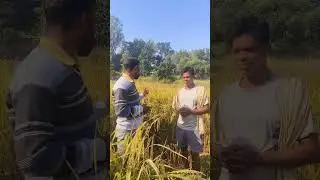 पान 2423 हाइब्रिड धान सुरेश टोप्पो फुलबहरी से सुनते हैं इसके खूबी के बारे में l Dinesh Minj
