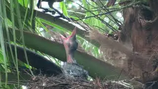 Crow Nesting Stories ( time lapse of 23 days in nest)