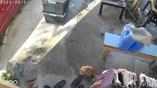 The Bald Man #cctv #tapo #TapoTPLINK #TPLINK #tapocctv #footage #trending #video #watch 
