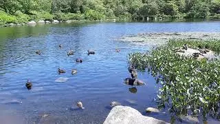 Frog Pond Park Halifax Nova Scotia Canada