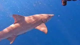 scuba diving palm beach, florida // lemon drop & bucket