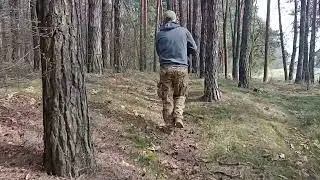 Tropienie Polski Spaniel Myśliwski Swiergotek z Żywieckiego Boru