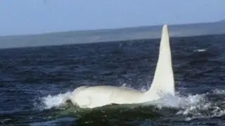 Scientists see first ever adult white orca whale