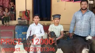 NEW COLLECTION...#fahimansarigoatlover#bhiwandi #treading #vlog#marketing#goatlover #beautifulgoat