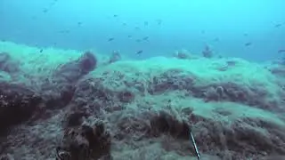 Dentice a 40 metri di profondita' -  Pesca Sub  - Immagini Spettacolari - Spearfishing - Big Fish -