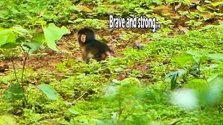 Good Mom...Monkey Teva keeps her baby monkey Tessa alone to make her baby strong and brave.