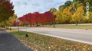 M&ugrave;a thu 🍂 ở Minnesota Mỹ