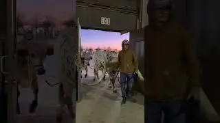 Cows manoeuvre extremely long horns in style through the doors. #longhorns #relatable #goviral