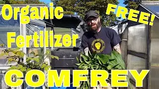 Comfrey Tea. Organic Fertilizer. Do It Right!