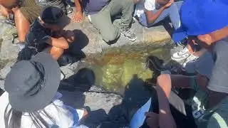 Incredible Octopus Encounter | Exploring Bokbaai&rsquo;s Rocky Shores with Nature Connect