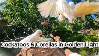 BNS 🌿 Live Stream Saturday Arvo — Sulfer Crested Cockatoos, Corellas, Pigeons. oNya Aussie.
