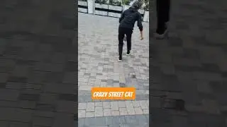 crazy streetcat #adventurouscats