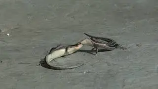Battle of the Lizards