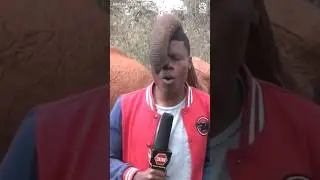 How long can this reporter refrain from laughing? #shorts #africa #reporter #wildlife #elephant elep