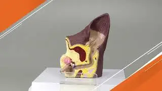 Canine Ear Model - Normal/Infected | AnatomyStuff